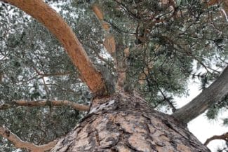 trad skog arvidsjaur